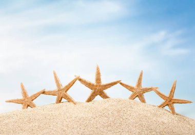Deniz yıldızları kum üzerinde