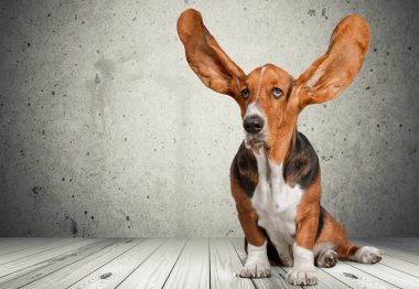 Basset tazı