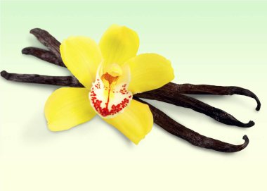 Açık renkli çiçek ile vanilya fasulye 