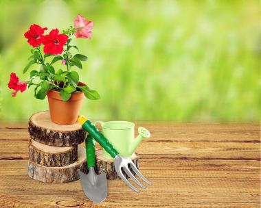 Pot ve Bahçe eşyaları çiçek