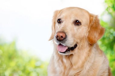 Golden retriever, labrador
