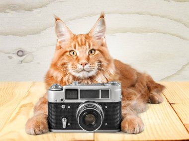 Kamera ile çok güzel kırmızı kedi 