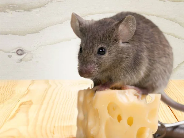 Zwierzę szara myszka i ser — Zdjęcie stockowe