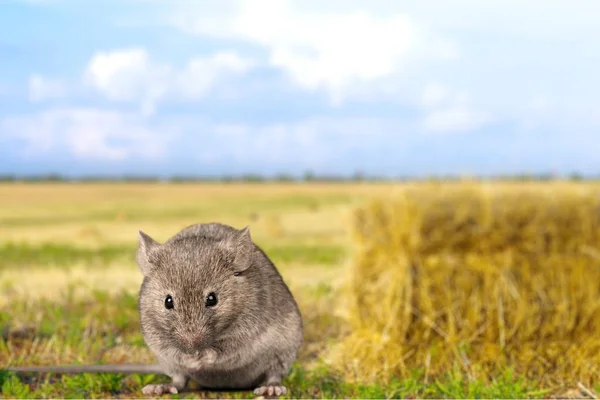 Grijze schattige muis — Stockfoto