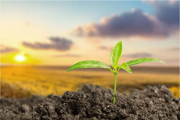 Planta verde no solo — Fotografia de Stock