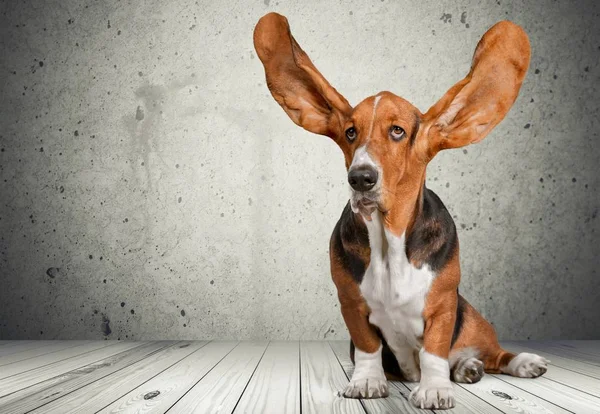 Basset Hound perro — Foto de Stock