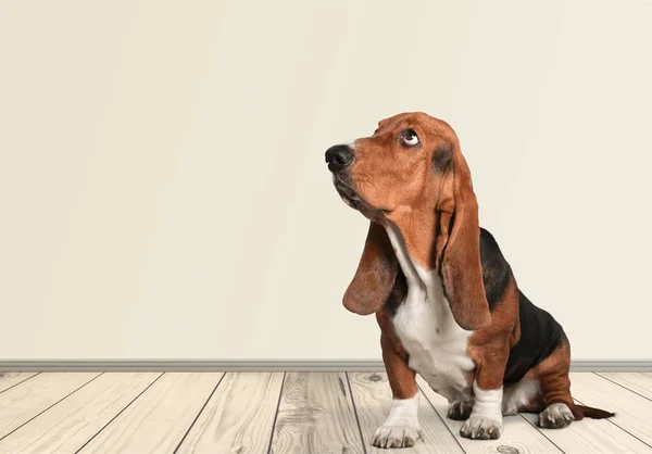 Basset Hound perro — Foto de Stock