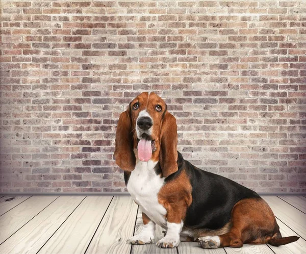 Basset Hound dog — Stockfoto