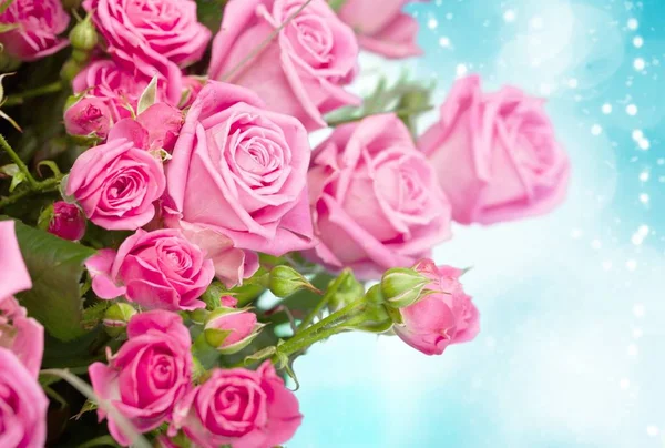 Beautiful pink roses — Stock Photo, Image