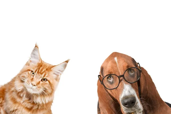 Basset Hound dog and cat — Stock Photo, Image