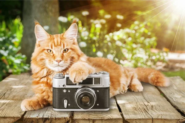 Entzückende rote Katze mit Kamera — Stockfoto