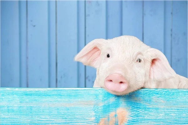 在栅栏上挂着的小猪 — 图库照片