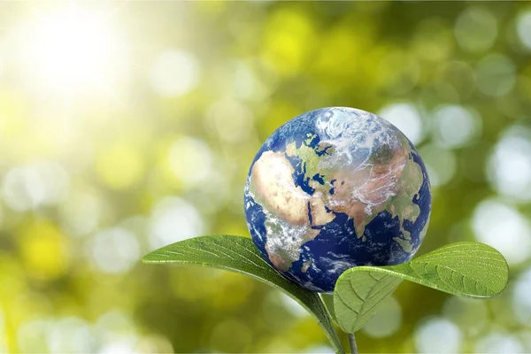 Globo Del Planeta Tierra Sobre Fondo Flora —  Fotos de Stock