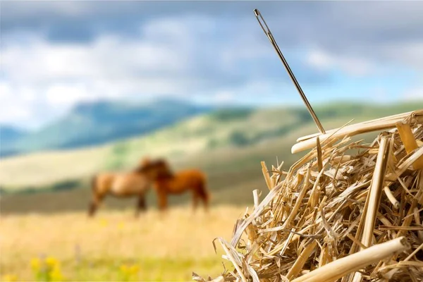 Closeup of Needle in haystack