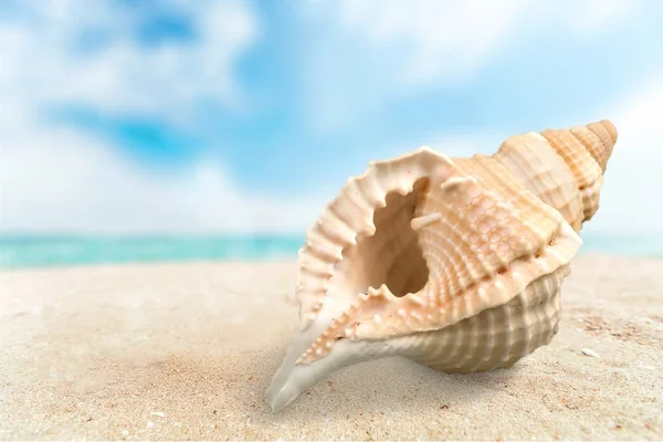 Tengeri kagyló homokon — Stock Fotó