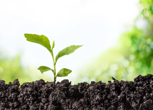 Planta verde en el suelo — Foto de Stock