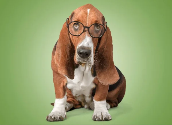 Basset Hound dog — Stockfoto