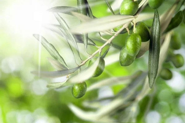 Gröna Oliver Med Gren Som Isolerad Suddig Bakgrund — Stockfoto