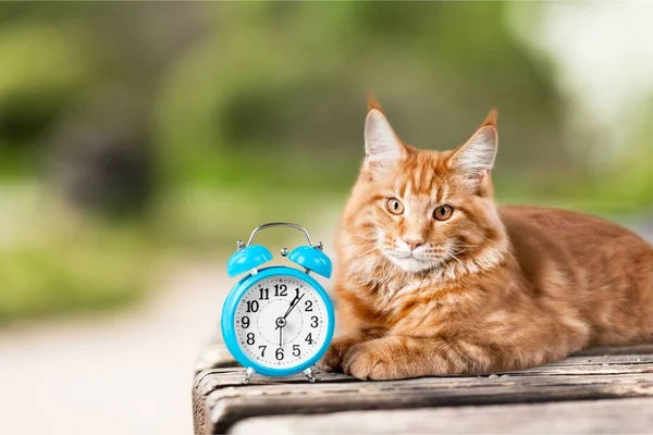 Adorable chat rouge avec horloge — Photo