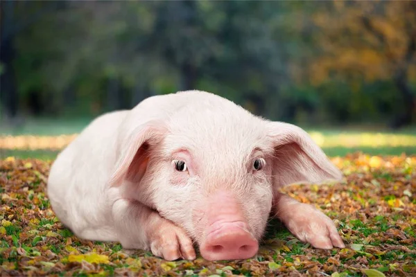 Schattige Kleine Biggen Camera Kijken — Stockfoto