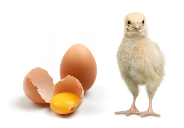Schattige Kleine Kip Met Eieren Geïsoleerd Witte Achtergrond — Stockfoto