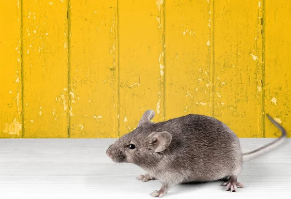Grijze schattige muis — Stockfoto