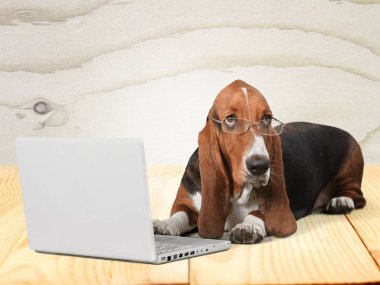 Basset tazı dizüstü bilgisayar ile