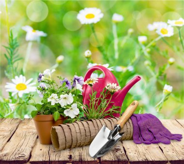 çiçek ahşap arka plan üzerinde yakın çekim