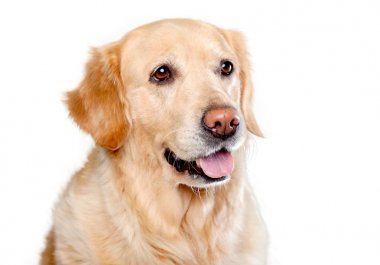 Golden retriever, labrador