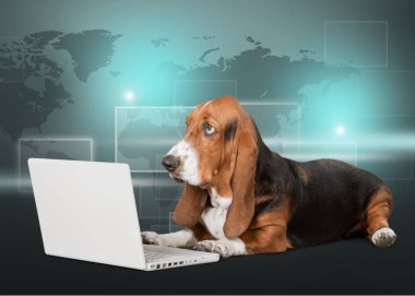 Basset tazı dizüstü bilgisayar ile