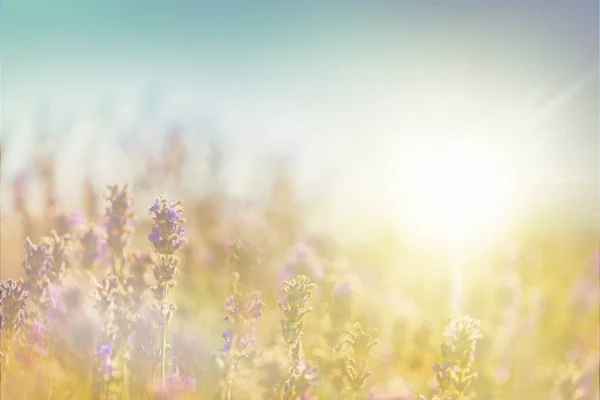 紫のラベンダー畑 — ストック写真