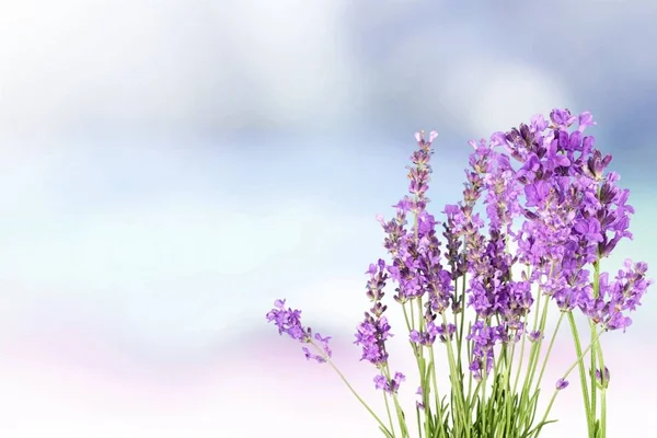 ラベンダーの花の花束 — ストック写真
