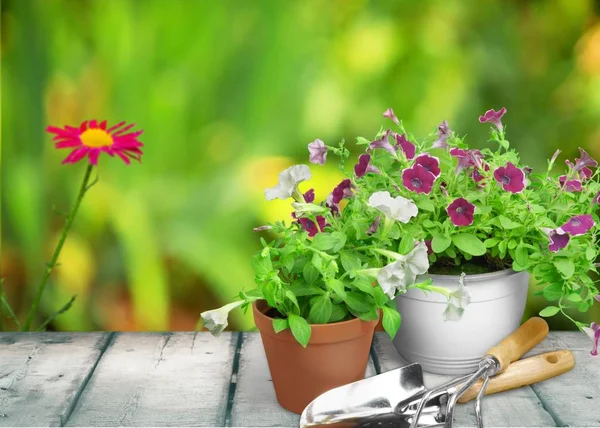 Flower Pot and gardening utensils — Stock Photo, Image