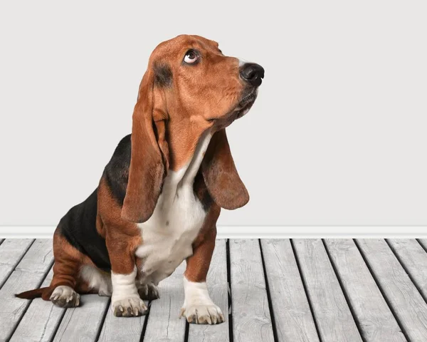 Basset hound pes — Stock fotografie