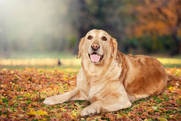 Ładny pies labrador — Zdjęcie stockowe