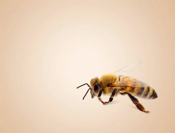 Enkele Honingbij Lichte Achtergrond — Stockfoto