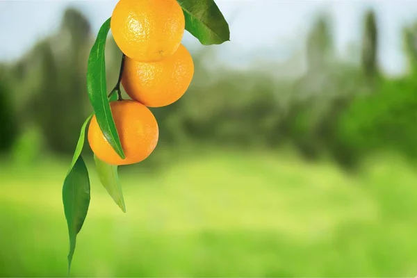 Érett Tangerine ágon — Stock Fotó