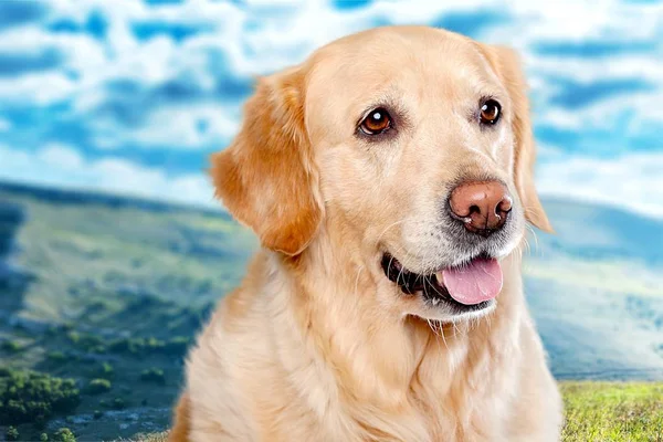 Golden retriever Labrador — Fotografia de Stock