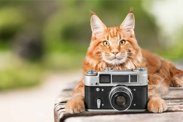 Adorable red cat with camera