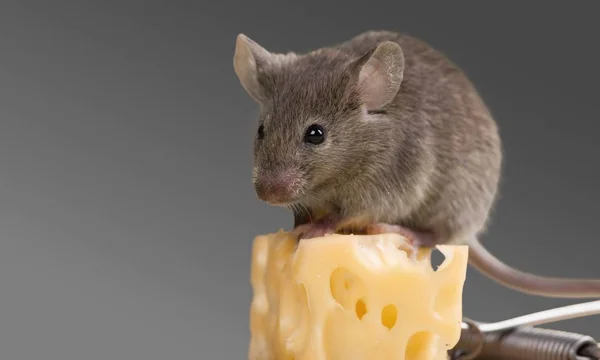 Gray mouse animal  and cheese — Stock Photo, Image