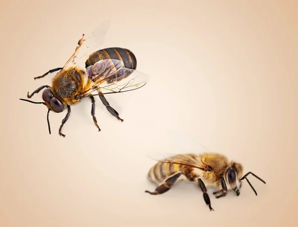 Mézelő Méhek Gyűjtemény Könnyű Háttér — Stock Fotó