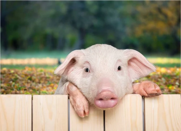 Ferkel hängt am Zaun — Stockfoto