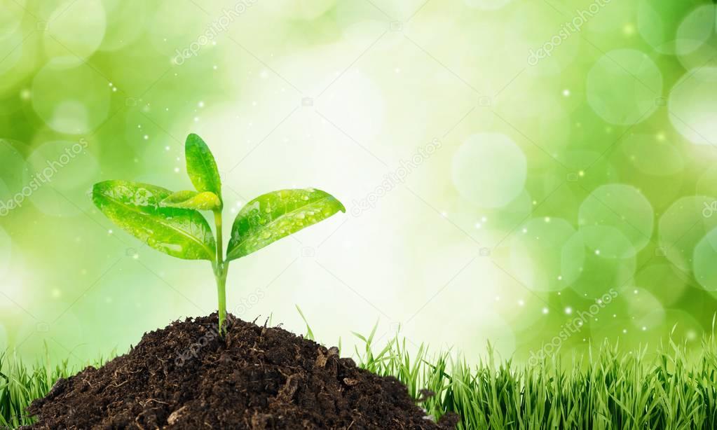 Green plant in soil