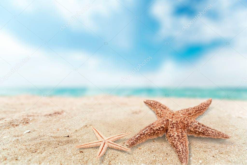 sea stars on sand