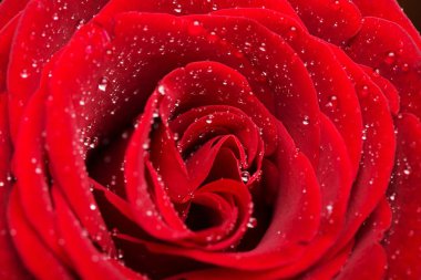 Güzel gül çiçeği