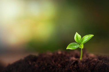 Topraktaki yeşil bitki 