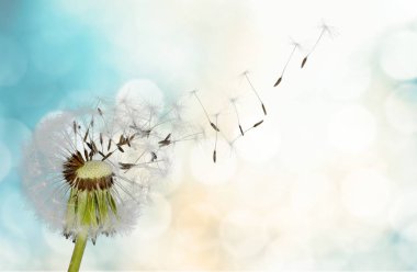 Seedsdandelion üzerinde tohum üfleme ile üfleme karahindiba arka plan bulanık 