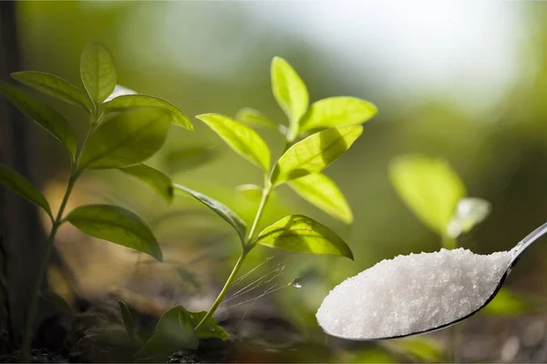 Löffel Voll Salz Auf Pflanzen Hintergrund — Stockfoto