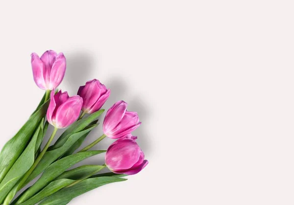 Bouquet di tulipani rosa brillante — Foto Stock