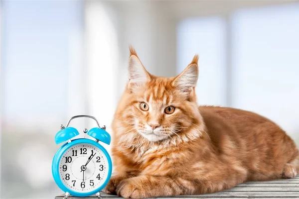 시계와 함께 사랑 스러운 빨간 고양이 — 스톡 사진